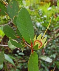 Sonneratia caseolaris Firefly mangrove, mangrove apple
